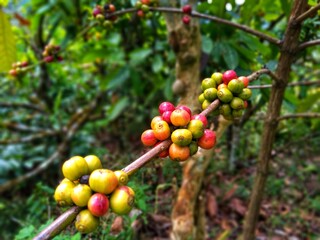 A close-up shot of coffee cherries on a branch, with a mix of ripe red and unripe green fruits. The branch appears to be growing from a tree, with lush green foliage in the background.