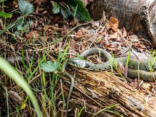 Grass Snake Basking on a Log