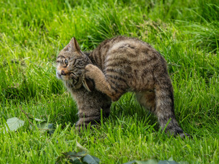 Scottish Wildcat Kitten in Grass