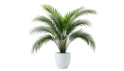 Obraz premium Elegant and lush ornamental potted tropical palm png