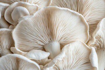 Setas Mushroom White Funds Isolated Ingredient Food Freshness Detail Foreground