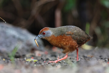 Russet-crowned Crake eating a mealworm 