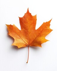 Fototapeta premium Captivating autumn maple leaf in vibrant orange hues against a pristine white backdrop showcasing intricate detail and seasonal beauty