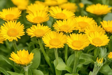 Obraz premium Lush Yellow Aster Blooms with Detailed Petals and Green Foliage in Natural Light