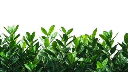 Obraz premium Lush Green Foliage Isolated Against White Background