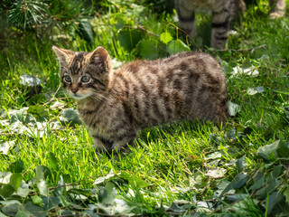 Scottish Wildcat Kitten in Grass © Stephan Morris 