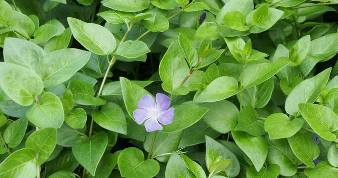 (Vinca major) Bigleaf periwinckle with blue flowers along creeping stems between green and ovate leaves with ciliate margins and hairy petioles