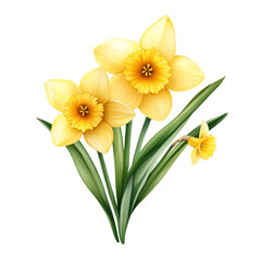 Obraz premium Three beautiful yellow daffodils with green leaves.