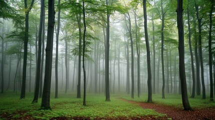 Obraz premium Misty Forest Path Among Tall Trees