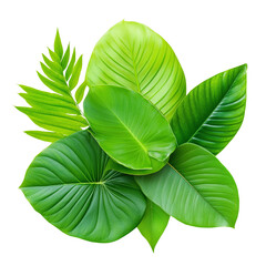 Various green leaves on a white isolated background.