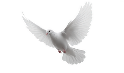 A white pigeon is flying