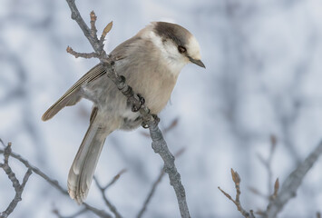 Canada jay perched on a branch in Prince Albert National Park, Canada