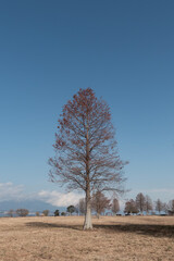 晴れた日の冬の琵琶湖畔の公園　大きなメタセコイアが並ぶ美しい枯れ姿　滋賀県草津市