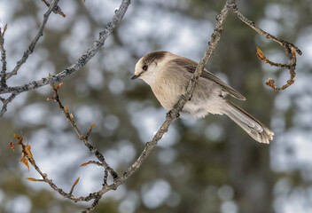 Canada jay perched on a branch in Prince Albert National Park, Canada