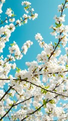 Obraz premium blossoming cherry trees