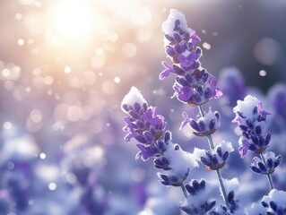 Captivating lavender blooms dusted with fresh snow against a soft bokeh background in winter sunlight creating a serene and magical atmosphere