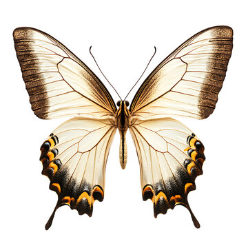 PNG Elegant Cream Butterfly Wings Spread Open Against Transparent Background for Nature Illustrations, Artistic Designs, or Butterfly-Themed.