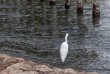 琵琶湖畔にたたずむシラサギ　滋賀県大津市