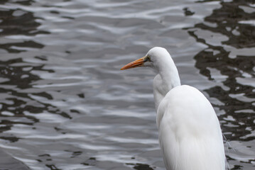 琵琶湖畔にたたずむシラサギ　滋賀県大津市