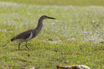 A bird is walking on the grass in a field