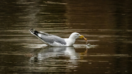A seagull gracefully glides on the water with a small crustacean clutched in its beak, creating ripples as it moves. The image captures the serene moment of nature's cycle in a peaceful aquatic settin