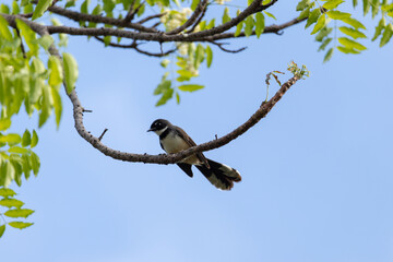 A bird is perched on a tree branch. Malaysian pied fantail on tree branch.
