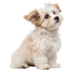 Puppy Havanese dog sitting isolated on a transparent background