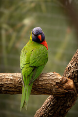 Australian parrot on branch in a zoo