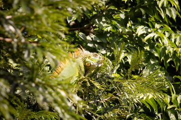 Lizard hiding in a tree