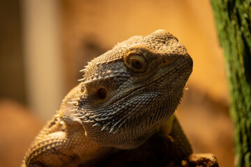 close up of a bearded dragon in a zoo