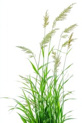 Fototapeta premium Lush green reed grass swaying gently against a clean white backdrop creating a sense of natural tranquility and simplicity