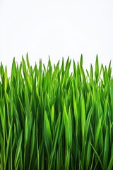 Lush green blades of young wheatgrass against a clean white background representing freshness vitality and growth in a minimalist style