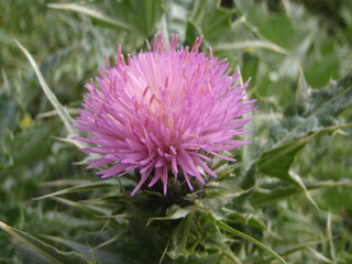 Fiore selvatico