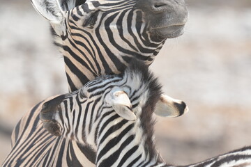 zebra crossing the road © Davide Antoniani