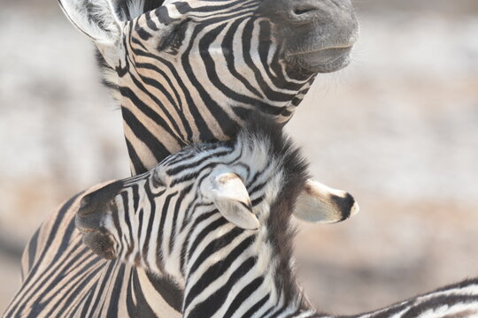 zebra crossing the road