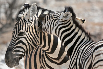 zebra crossing the road © Davide Antoniani