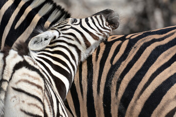 zebra crossing the road © Davide Antoniani