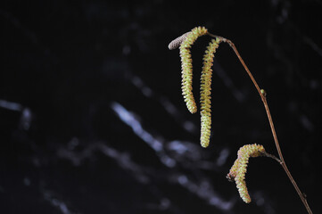 Catkins with Black Background
