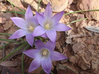 Fiore selvatico