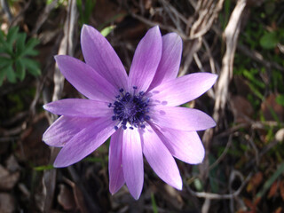 Fiore selvatico