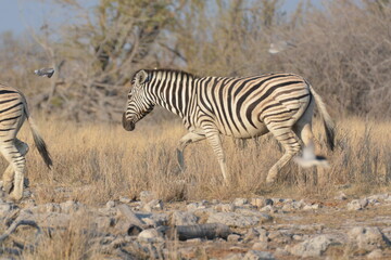 Obraz premium In the foreground, there are zebras with their characteristic striped coats that create a fascinating visual effect.