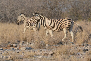 Obraz premium In the foreground, there are zebras with their characteristic striped coats that create a fascinating visual effect.