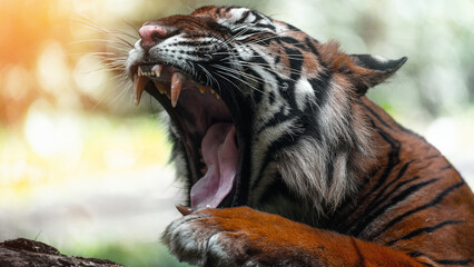 Bengal tiger roars with opened mouth