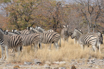In the foreground, there are zebras with their characteristic striped coats that create a...