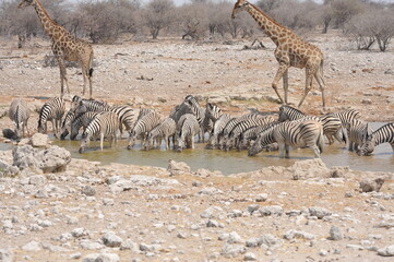 In the foreground, there are zebras with their characteristic striped coats that create a...