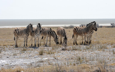 In the foreground, there are zebras with their characteristic striped coats that create a...
