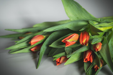 Fresh tulips on grey background. Spring floral background. Selective focus.