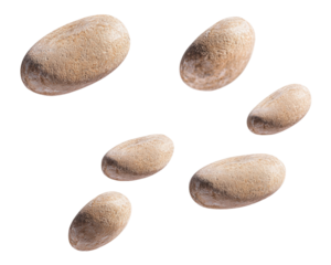 Natural Textured Pebbles Collection on Transparent Background for Design and Decoration