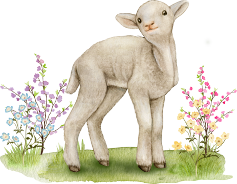 Watercolor realistic cute farm lamb