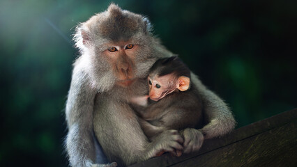 Monkey mother with baby in sacred Ubud monkey forest, Bali